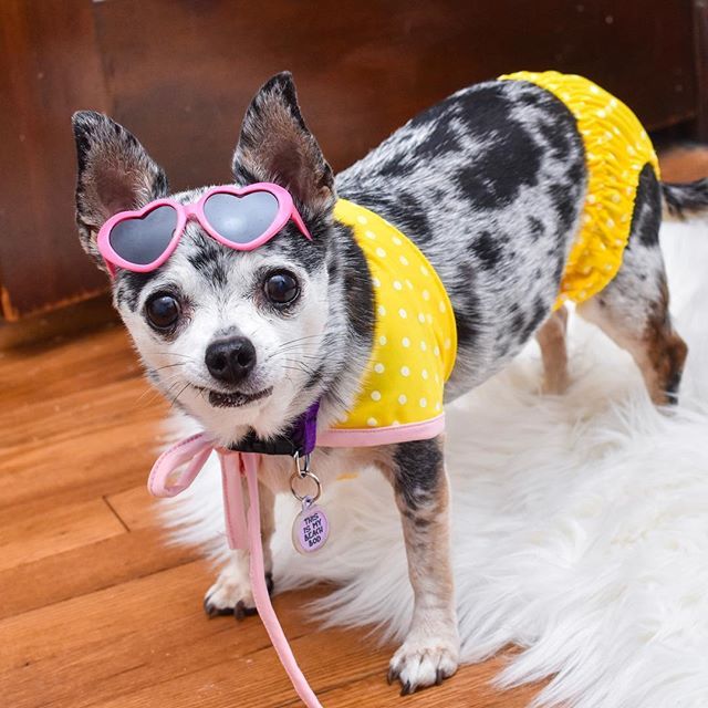 Dog in a bikini